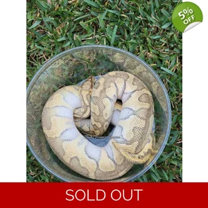 0.1 Pastel Butter Enchi Het Clown (Proven)